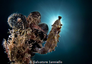 St. seahorse by Salvatore Ianniello 